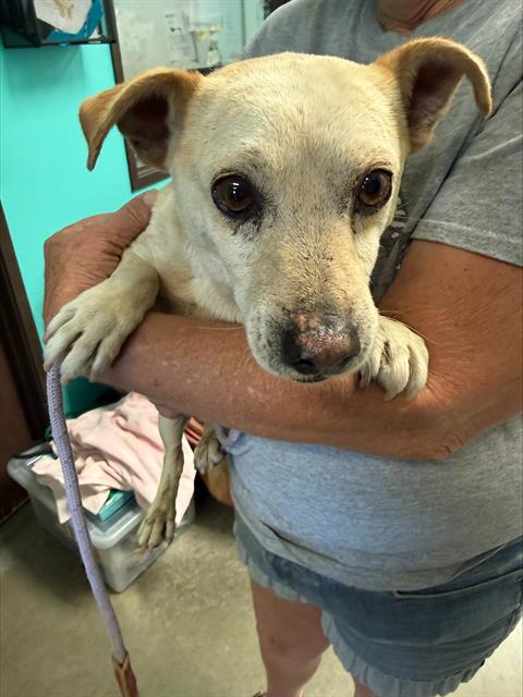 Shelter Stray Male Dog last seen EUCALYPTUS/184 HIGHWAY, Bakersfield, CA 93307