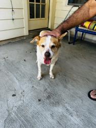 Found/Stray Male Dog last seen RImrock Trail and Oakcroas, San Antonio, TX 78207