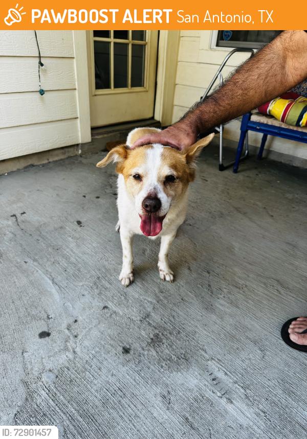 Found/Stray Male Dog last seen RImrock Trail and Oakcroas, San Antonio, TX 78207