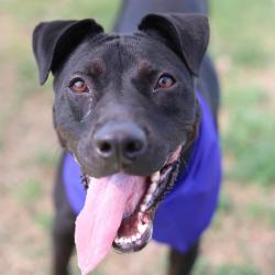Shelter Stray Male Dog last seen Near BLOCK OF E PYRON AVE, San Antonio, TX 78227