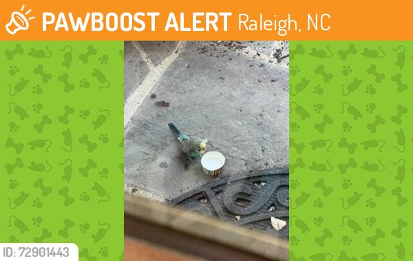 Found/Stray Unknown Bird last seen Norwood Gardens, Raleigh NC , Raleigh, NC 27613