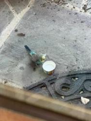 Found/Stray Unknown Bird last seen Norwood Gardens, Raleigh NC , Raleigh, NC 27613