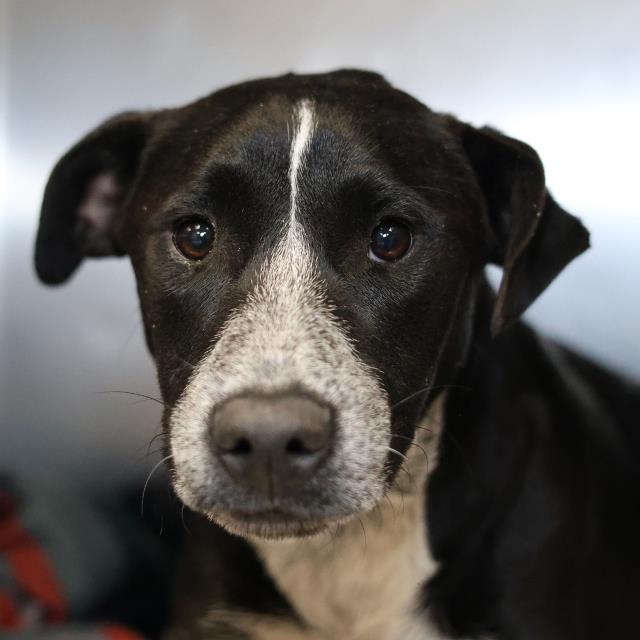 Shelter Stray Male Dog last seen Near BLOCK OF MAYFIELD, San Antonio, TX 78227