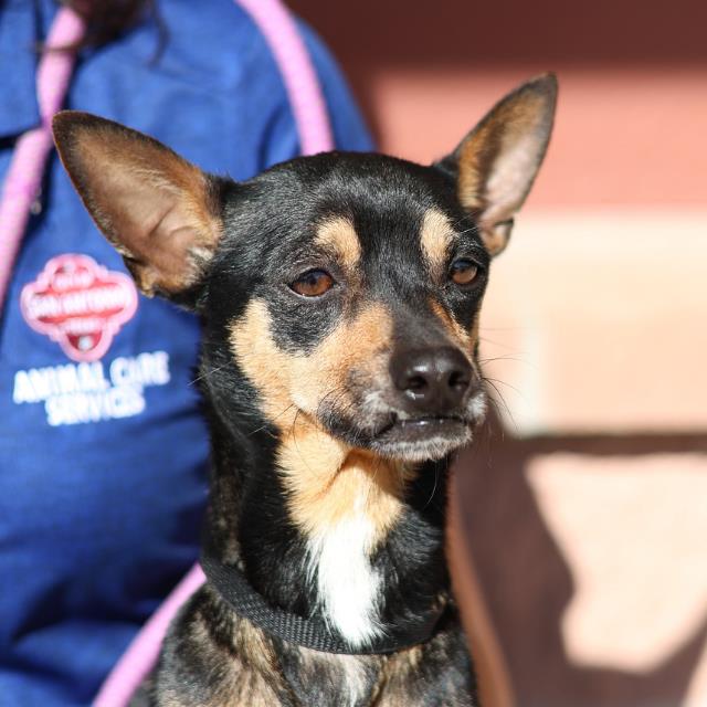 Shelter Stray Male Dog last seen Near BLOCK DEER RIDGE DR, San Antonio, TX 78227