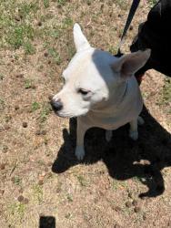 Shelter Stray Male Dog last seen CHARLOTTE, 8315 Byrum Dr, Charlotte, NC 28217, USA