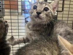 Shelter Stray Female Cat last seen BLOCK OF 5900 CLIFF ROCK, San Antonio, TX 78227