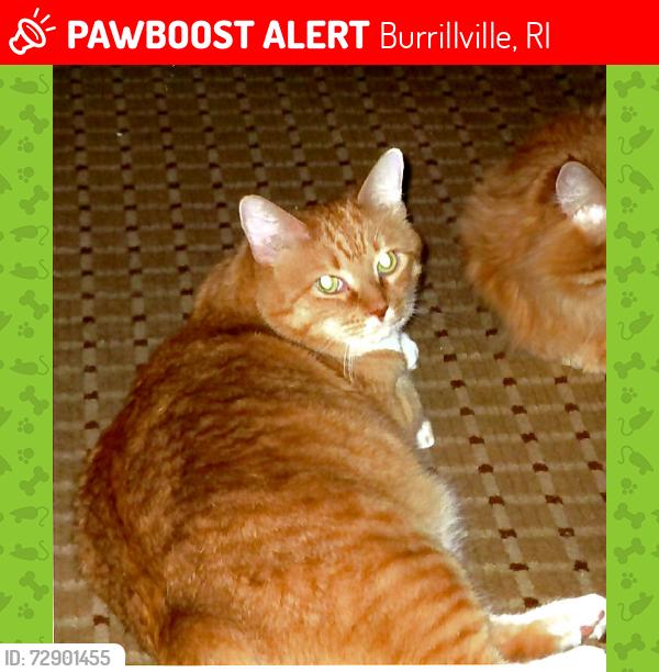 Lost Male Cat last seen benedict rd burrillville ri, Burrillville, RI 02830