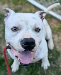 Shelter Stray Male Dog last seen Near BLOCK N 39TH ST, Watterson Park, KY 40218