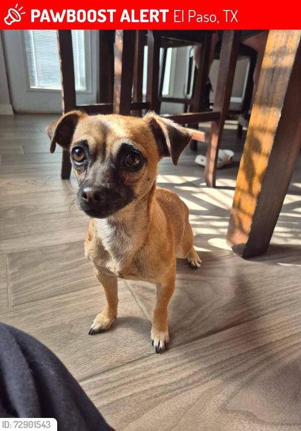Lost Female Dog last seen Betel El Paso Texas, El Paso, TX 79907