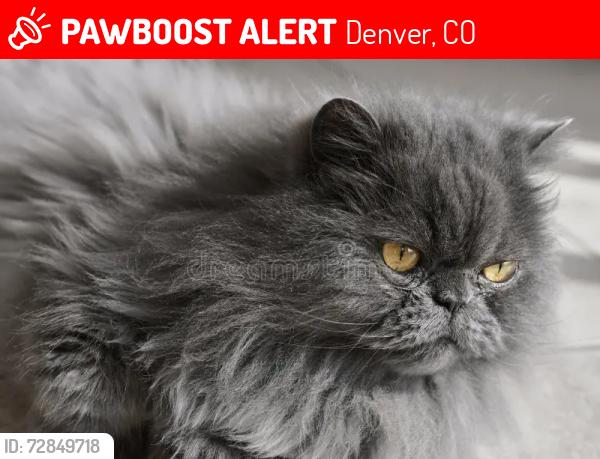 Lost Male Cat last seen W 8th Ave & Yates St/nearest busy street is Sheridan Blvd/West Denver , Denver, CO 80204