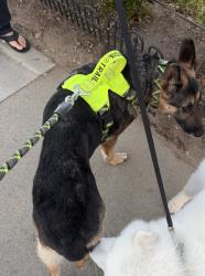 Found/Stray Female Dog last seen Near South Campbell Ave, Alhambra, Alhambra, CA 91803