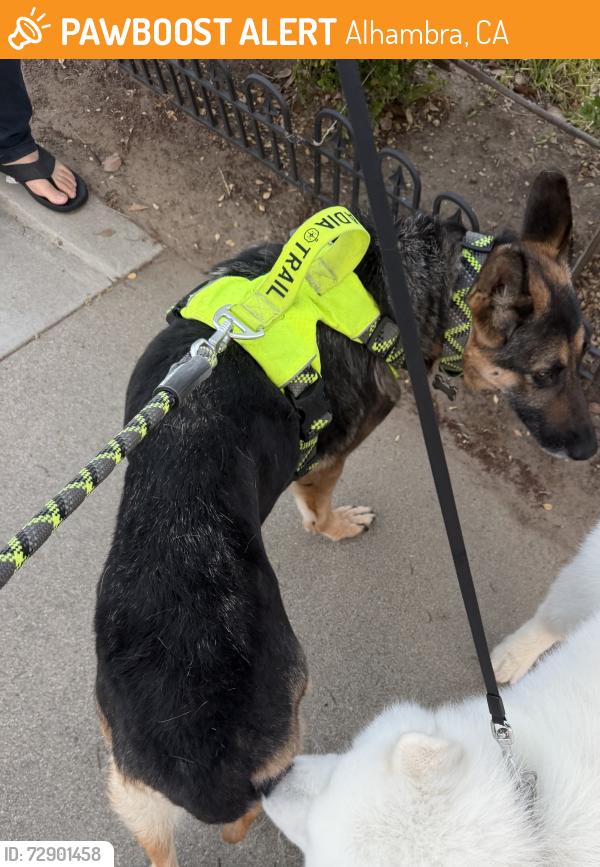 Found/Stray Female Dog last seen Near South Campbell Ave, Alhambra, Alhambra, CA 91803