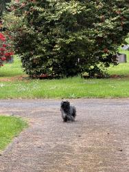 Lost Unknown Dog last seen Inside the Tacoma Cemetery hugging the wall in the very back. , Tacoma, WA 98409