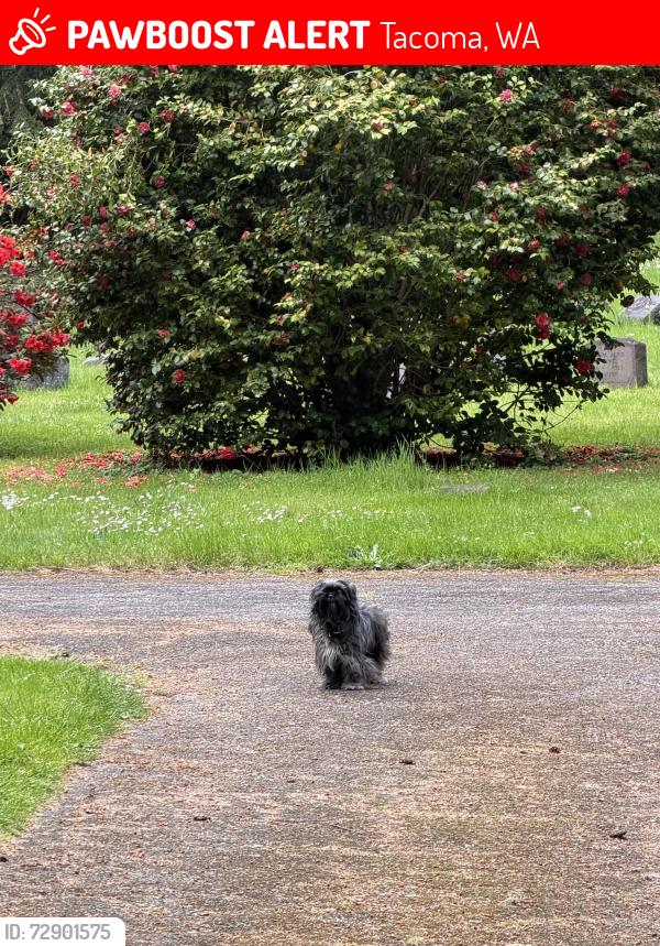 Lost Unknown Dog last seen Inside the Tacoma Cemetery hugging the wall in the very back. , Tacoma, WA 98409