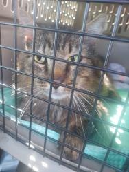 Found/Stray Male Cat last seen John Adams, Oregon City, OR 97045