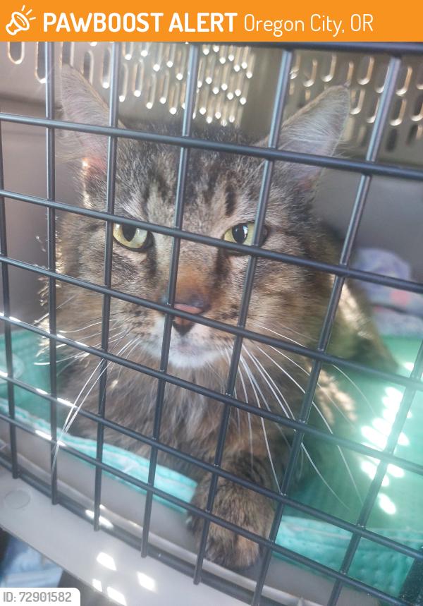 Found/Stray Male Cat last seen John Adams, Oregon City, OR 97045