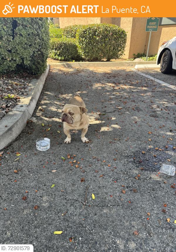 Found/Stray Male Dog last seen La Puente High School, La Puente, CA 91744