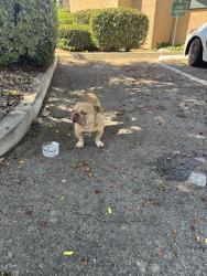 Found/Stray Male Dog last seen La Puente High School, La Puente, CA 91744