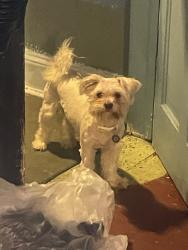 Lost Female Dog last seen Ashberton & Riggs, Baltimore, MD 21216