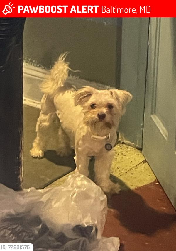 Lost Female Dog last seen Ashberton & Riggs, Baltimore, MD 21216