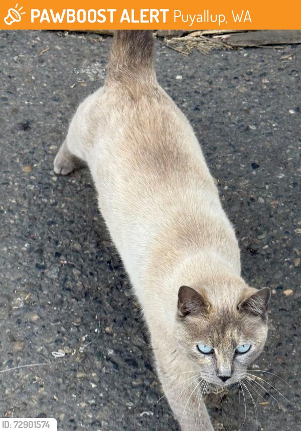 Found/Stray Female Cat last seen Abbey Carpet and Floor of Puyallup, Puyallup, WA 98372