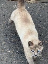 Found/Stray Female Cat last seen Abbey Carpet and Floor of Puyallup, Puyallup, WA 98372