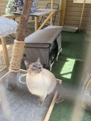 Lost Female Cat last seen monticello plaice , Jeffersontown, KY 40299