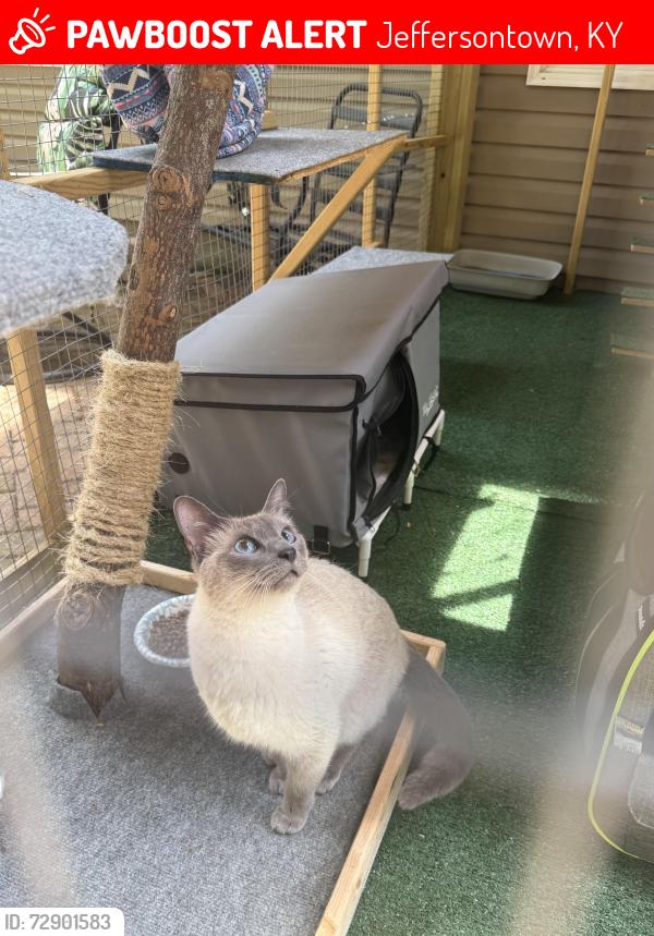 Lost Female Cat last seen monticello plaice , Jeffersontown, KY 40299