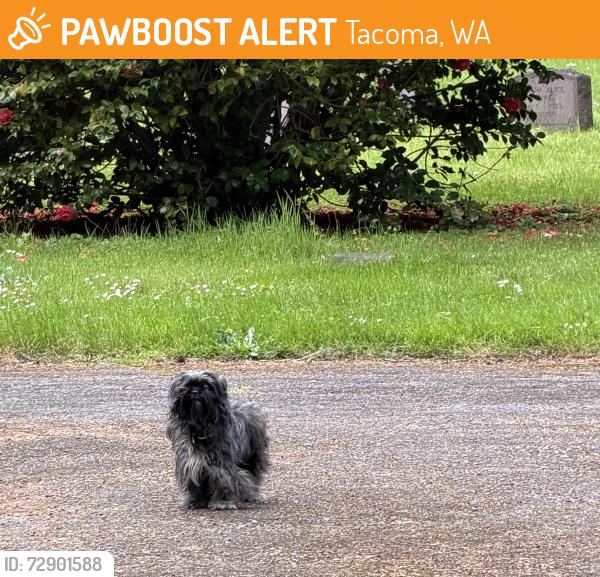 Found/Stray Unknown Dog last seen Very back of the Tacoma cemetery along the wall. No way out for the little guy, Tacoma, WA 98409