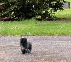 Found/Stray Unknown Dog last seen Very back of the Tacoma cemetery along the wall. No way out for the little guy, Tacoma, WA 98409
