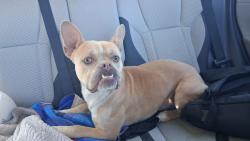 Reunited Male Dog last seen Casmalia and Ayala, Rialto, CA 92377