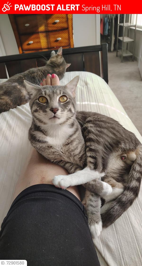 Lost Male Cat last seen Port Royal and Kedron Roads, Spring Hill, TN 37174