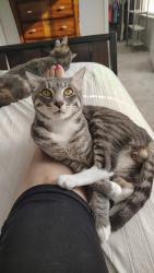 Lost Male Cat last seen Port Royal and Kedron Roads, Spring Hill, TN 37174
