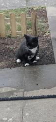 Lost Male Cat last seen Near Maplin park, Langley, England SL3 8YE