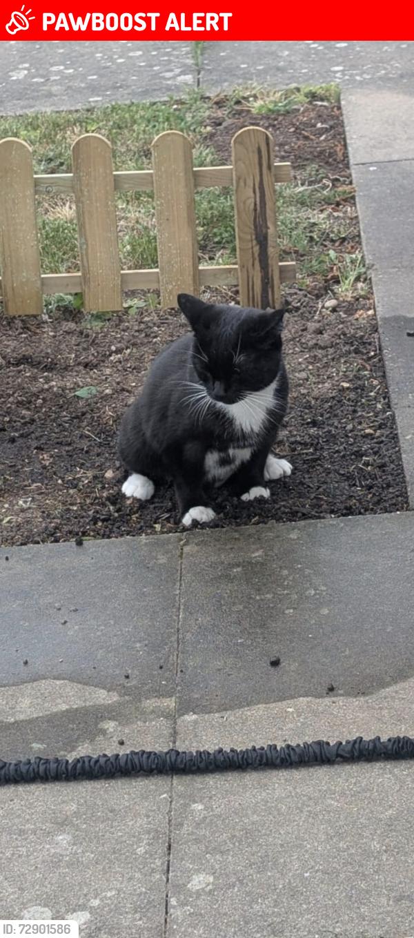 Lost Male Cat last seen Near Maplin park, Langley, England SL3 8YE