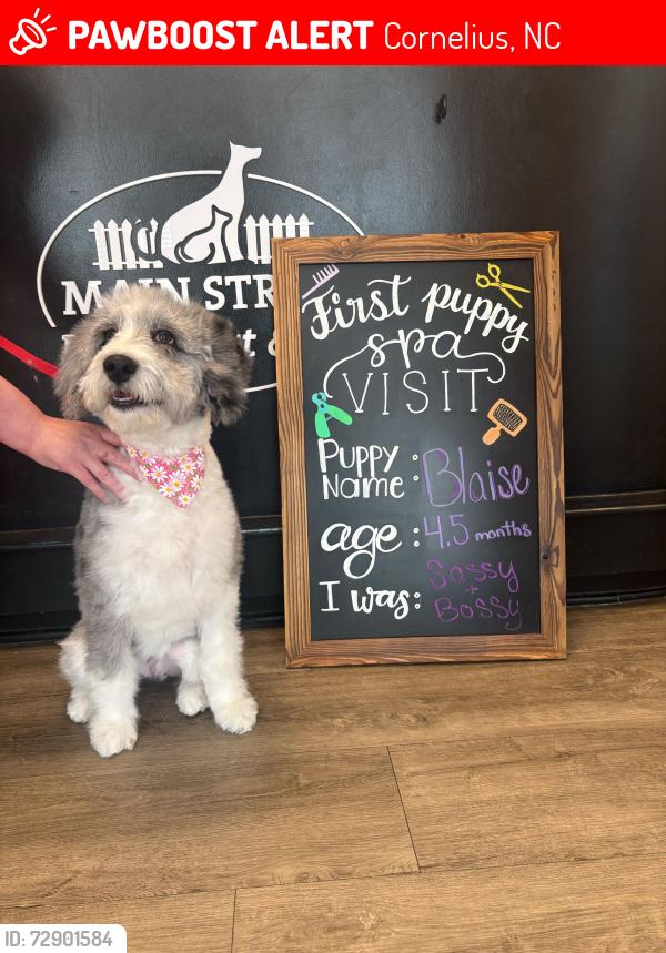 Lost Female Dog last seen Antiquities of Cornelius apmts, Cornelius, NC 28031
