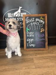 Lost Female Dog last seen Antiquities of Cornelius apmts, Cornelius, NC 28031