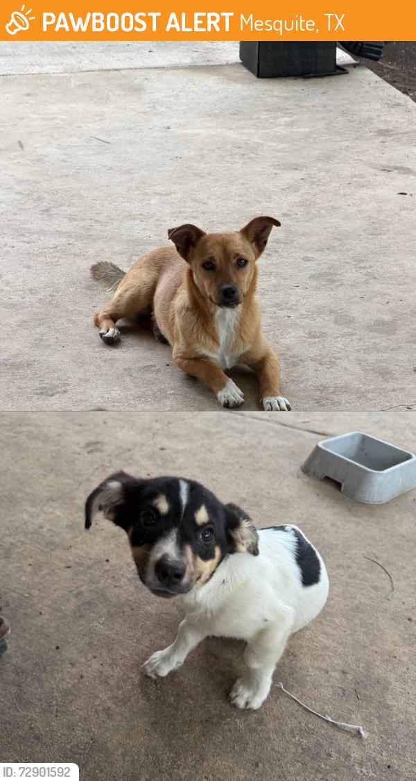 Found/Stray Male Dog last seen  Gus Thomasson Rd near Town East Park and Appaloosa Ln in Mesquite, Mesquite, TX 75150