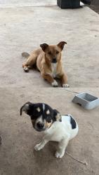 Found/Stray Male Dog last seen  Gus Thomasson Rd near Town East Park and Appaloosa Ln in Mesquite, Mesquite, TX 75150