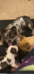 Lost Male Dog last seen Stone meadow neighborhood , Fort Worth, TX 76123
