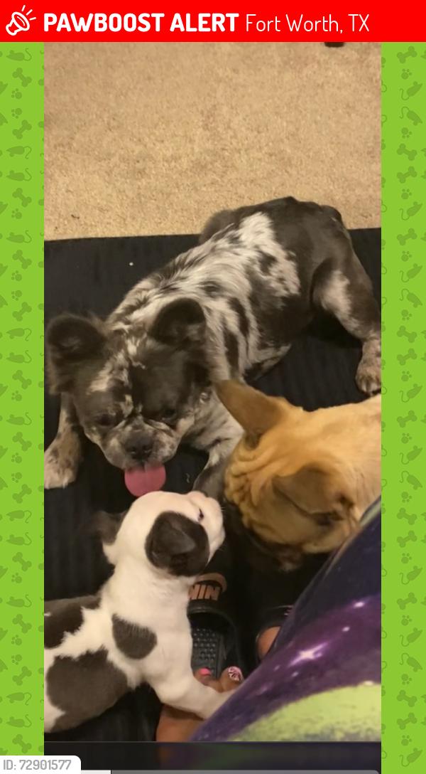 Lost Male Dog last seen Stone meadow neighborhood , Fort Worth, TX 76123