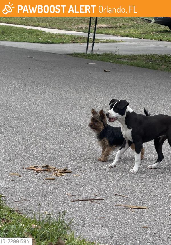 Found/Stray Unknown Dog last seen Millinockett and Spring Lite Way, Orlando, FL 32825