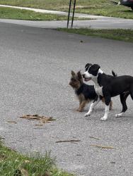 Found/Stray Unknown Dog last seen Millinockett and Spring Lite Way, Orlando, FL 32825