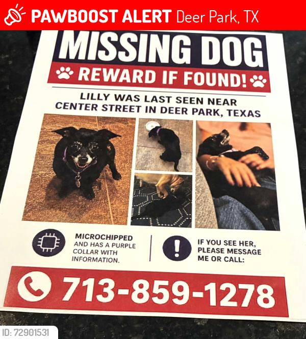 Lost Female Dog last seen Center st and Pasadena Blvd  by the Providence appartment complex, Deer Park, TX 77536