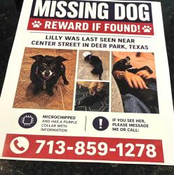 Lost Female Dog last seen Center st and Pasadena Blvd  by the Providence appartment complex, Deer Park, TX 77536