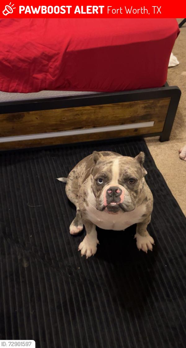 Lost Female Dog last seen Near sunset ridge dr. Ft. Worth Texas 76123, Fort Worth, TX 76123