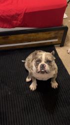Lost Female Dog last seen Near sunset ridge dr. Ft. Worth Texas 76123, Fort Worth, TX 76123