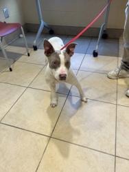 Shelter Stray Male Dog last seen Newport News, VA 23608, Newport News, VA 23605
