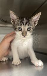 Shelter Stray Male Cat last seen Gastonia, NC 28054, Gastonia, NC 28052