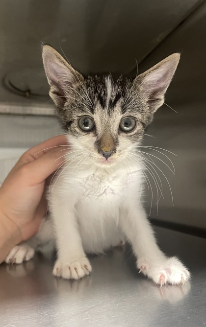 Shelter Stray Male Cat last seen Gastonia, NC 28054, Gastonia, NC 28052